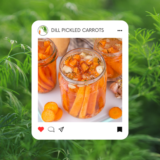 Dill Pickled Carrots