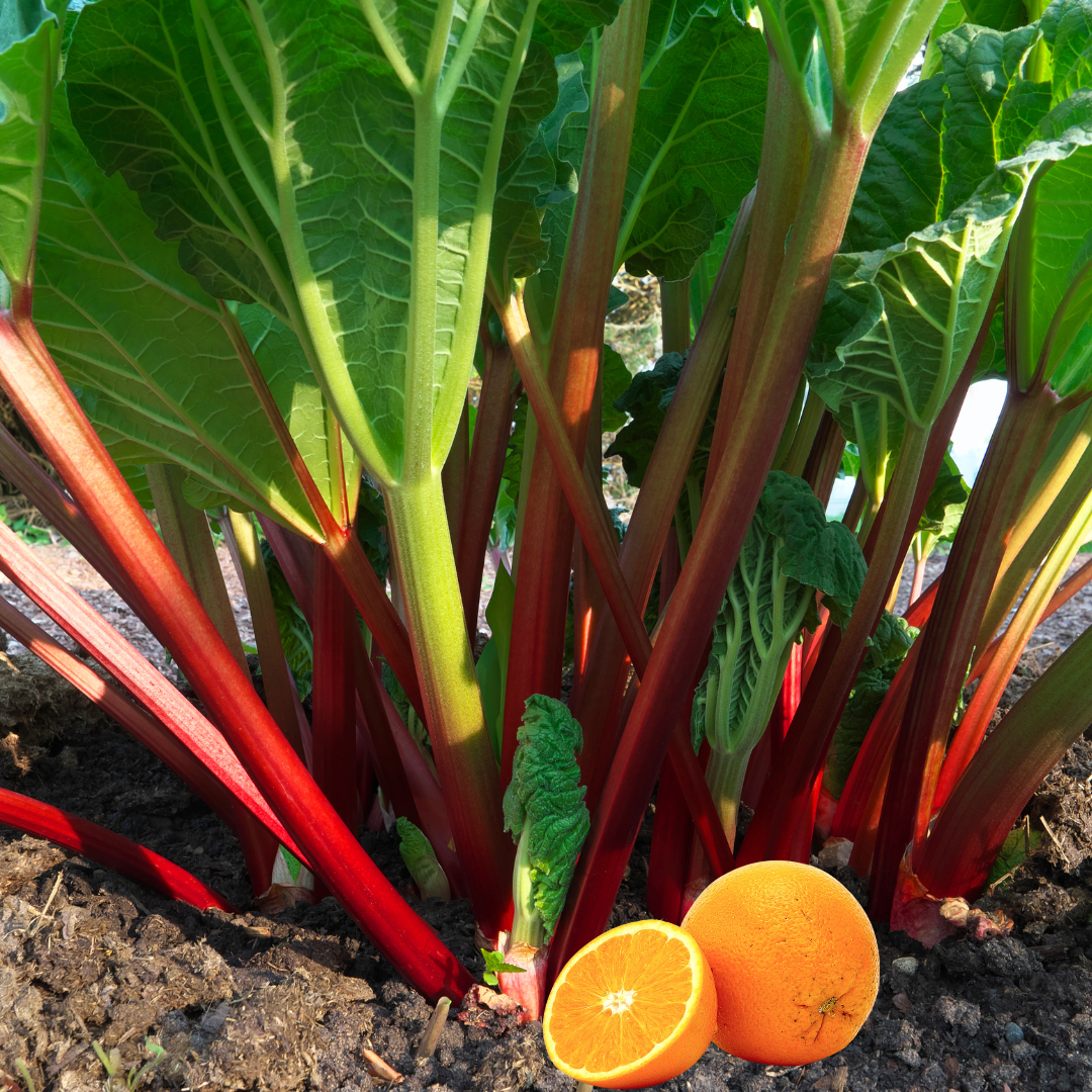 Rhubarb Marmalade