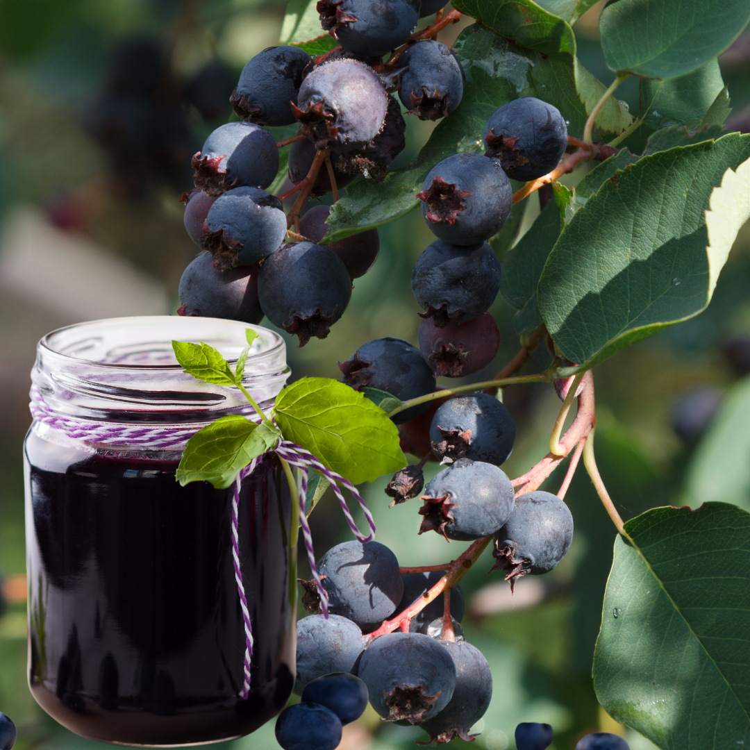 Olde Fashioned Saskatoon Jam