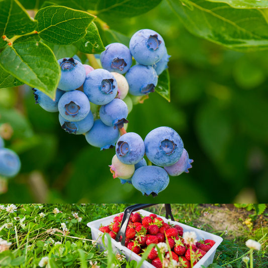 Bumbleberry Jam